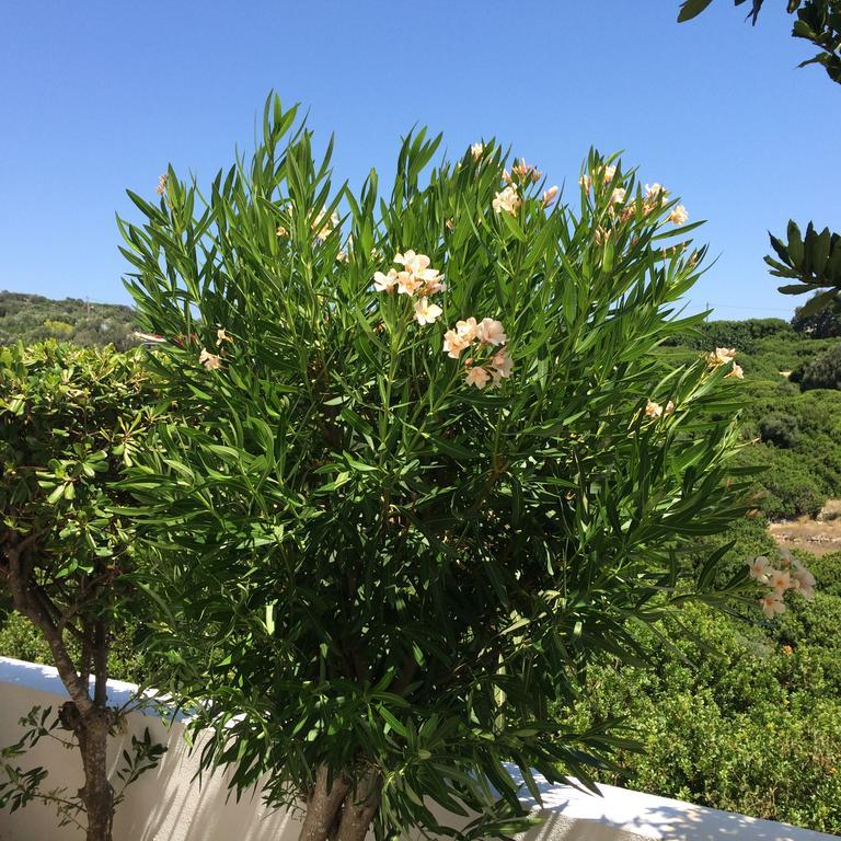 Sea Breeze Apartments Chios Monolia Екстер'єр фото